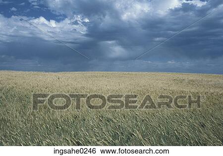 Wheat fields under clouds View Large Photo Image Stock Photograph - Wheat fields under clouds . Fotosearch
