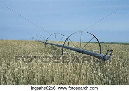 Wheat fields with irrigation pipe View Large Photo Image Stock Photograph - Wheat fields with irrigation pipe . Fotosearch