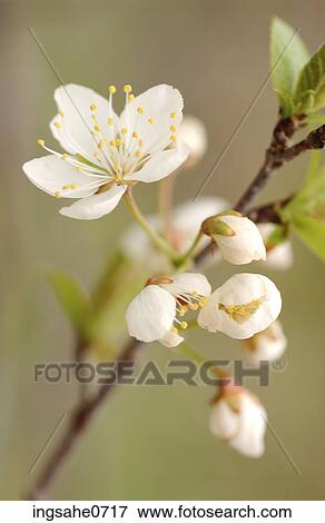 White apple blossom View Large Photo Image Stock Photo - White apple blossom. Fotosearch
