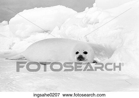 White seal on ice View Large Photo Image Stock Photo - White seal on ice . Fotosearch