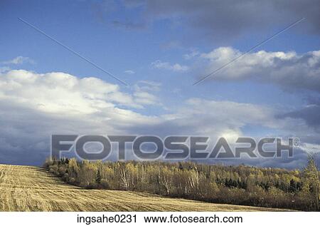 Winter field and forest View Large Photo Image Stock Image - Winter field and forest . Fotosearch