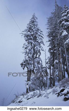 Winter landscape forest View Large Photo Image Stock Photo - Winter landscape forest . Fotosearch