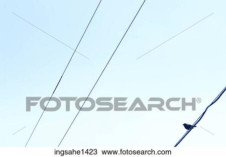 Bird resting on electrical wires View Large Photo Image Stock Image - Bird resting on electrical wires. Fotosearch