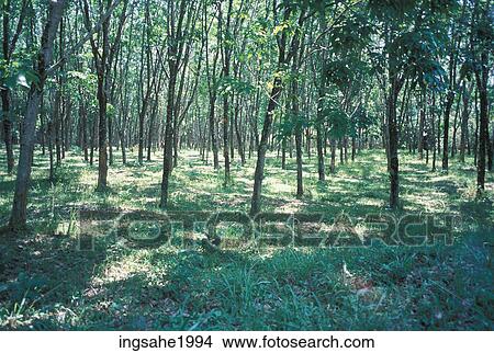 Picture - Green forest. Fotosearch