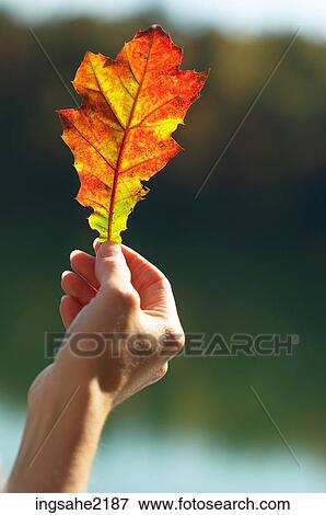 Stock Photo - Autumn leaf a81. Fotosearch