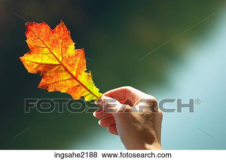 Autumn leaf a82 View Large Photo Image Stock Photo - Autumn leaf a82. Fotosearch