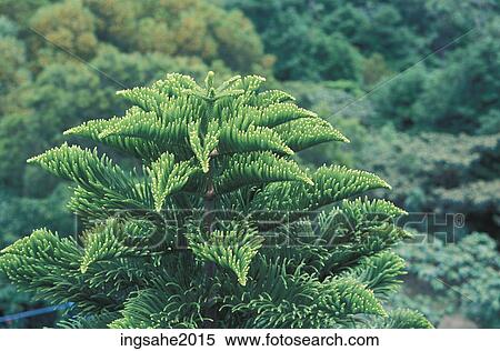 Stock Photography - Foliage in Hong Kong. Fotosearch