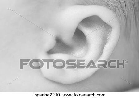 Stock Image - Infant's ear. Fotosearch