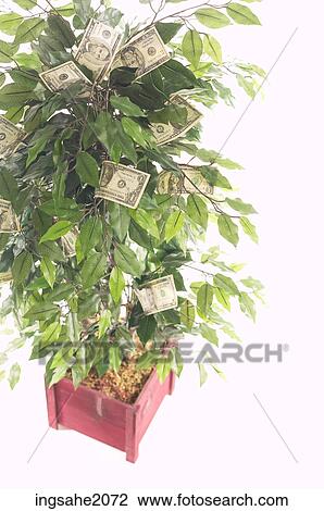 Stock Image - money tree BE 2. Fotosearch