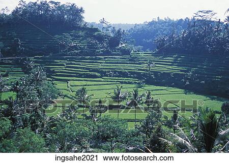 Plantation in Bali View Large Photo Image Stock Image - Plantation in Bali. Fotosearch