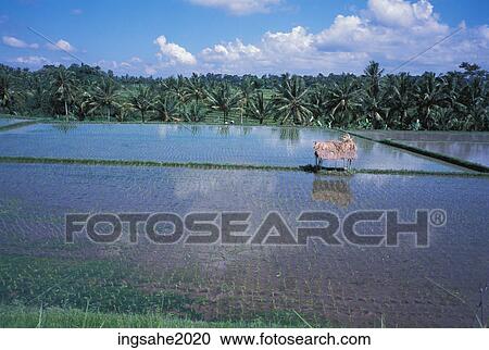 Rice field in Bali View Large Photo Image Stock Image - Rice field in Bali . Fotosearch
