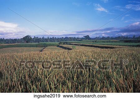 Stock Photo - Rice field in Bali. Fotosearch