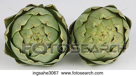 Artichoke View Large Photo Image Stock Photo - Artichoke . Fotosearch
