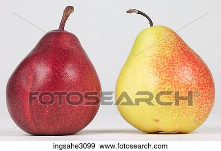 assorted pears View Large Photo Image Stock Photo - assorted pears . Fotosearch