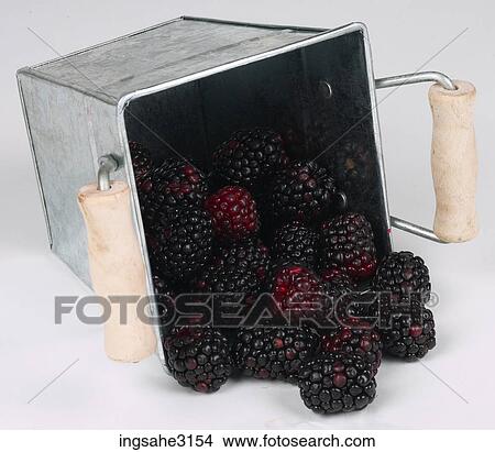 blackberries in basket View Large Photo Image Picture - blackberries in basket . Fotosearch