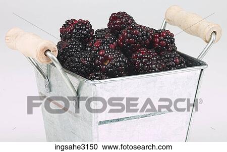 blackberries in basket View Large Photo Image Stock Image - blackberries in basket . Fotosearch