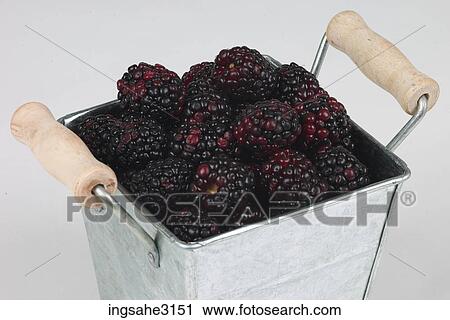 blackberries in basket View Large Photo Image Stock Image - blackberries in basket . Fotosearch