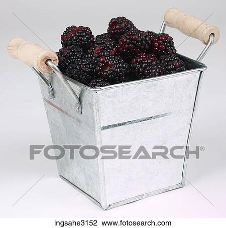 blackberries in basket View Large Photo Image Stock Image - blackberries in basket . Fotosearch