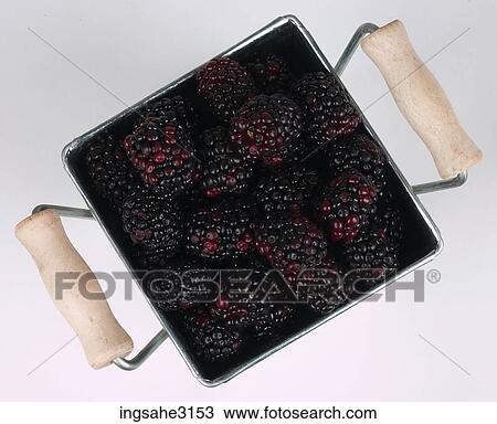blackberries in basket View Large Photo Image Stock Image - blackberries in basket . Fotosearch