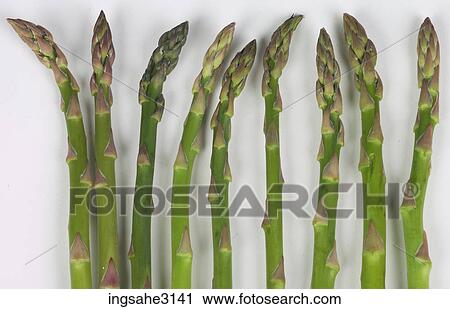 bunch of Asparagus View Large Photo Image Stock Image - bunch of Asparagus . Fotosearch