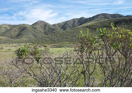 Bushes View Large Photo Image Stock Image - Bushes. Fotosearch