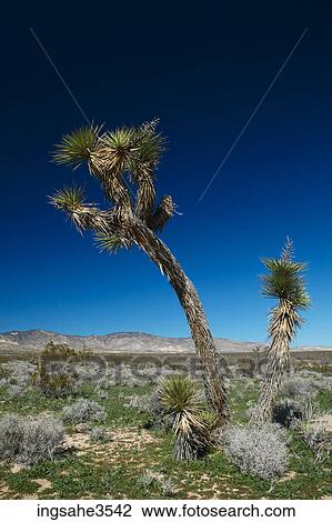 Cactus tree in desert View Large Photo Image Stock Image - Cactus tree in desert . Fotosearch