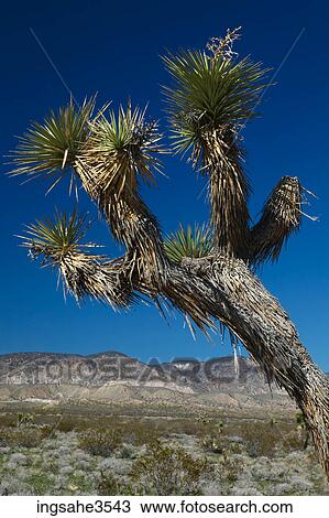 Cactus tree in desert View Large Photo Image Stock Image - Cactus tree in desert . Fotosearch