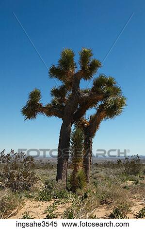 Cactus tree in desert View Large Photo Image Stock Photography - Cactus tree in desert . Fotosearch