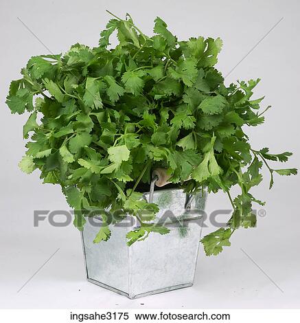 Stock Photography - coriander in basket . Fotosearch