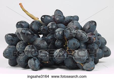 grapes on the vine View Large Photo Image Picture - grapes on the vine . Fotosearch