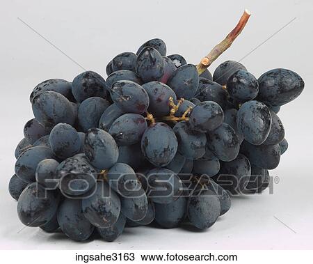 grapes on the vine View Large Photo Image Stock Image - grapes on the vine . Fotosearch