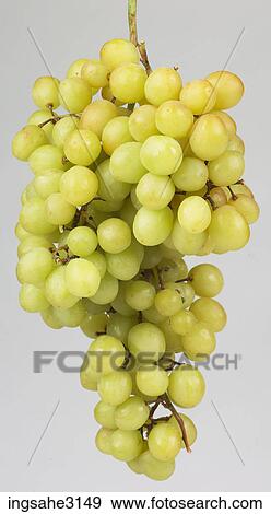 Stock Photo - grapes on vine . Fotosearch