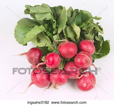 group of radishes View Large Photo Image Stock Image - group of radishes . Fotosearch