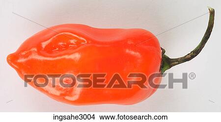 Picture - habanero pepper . Fotosearch