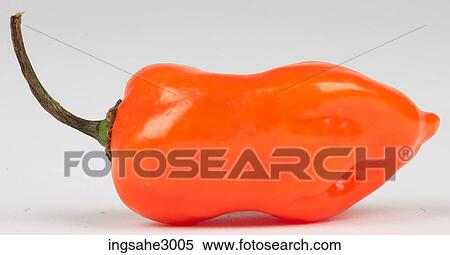 Stock Photography - habanero pepper . Fotosearch