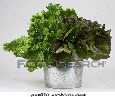 lettuce leaves in basket View Large Photo Image Stock Photo - lettuce leaves in basket . Fotosearch