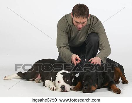 Man and dogs View Large Photo Image Stock Image - Man and dogs . Fotosearch