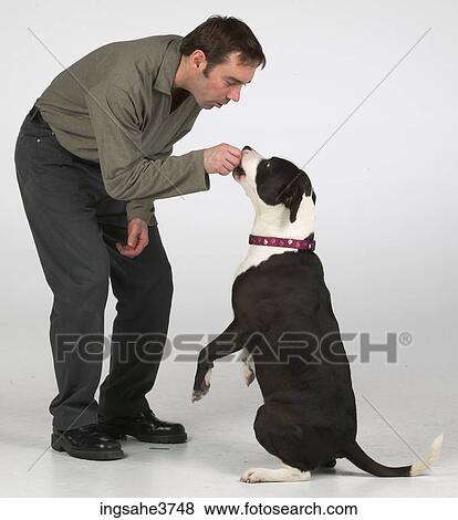 Stock Photo - Man feeding a pet dog . Fotosearch