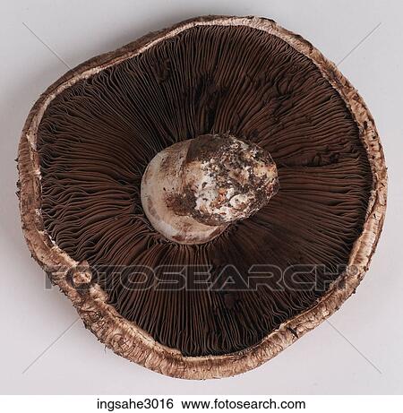 Stock Photograph - Mushroom . Fotosearch