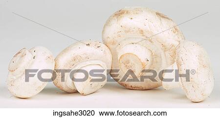 Mushrooms View Large Photo Image Stock Image - Mushrooms . Fotosearch