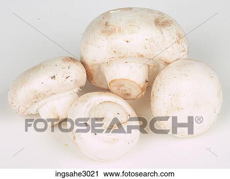 Mushrooms View Large Photo Image Stock Image - Mushrooms . Fotosearch