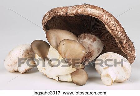 Stock Photo - Mushrooms . Fotosearch
