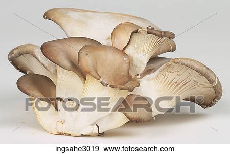 Mushrooms View Large Photo Image Stock Photo - Mushrooms . Fotosearch