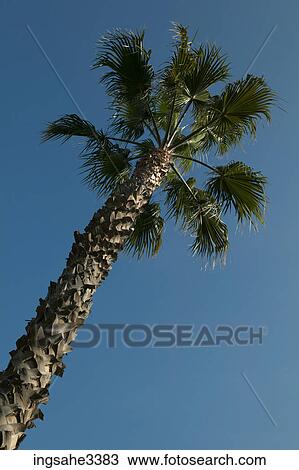 Palm tree and sky View Large Photo Image Stock Image - Palm tree and sky . Fotosearch