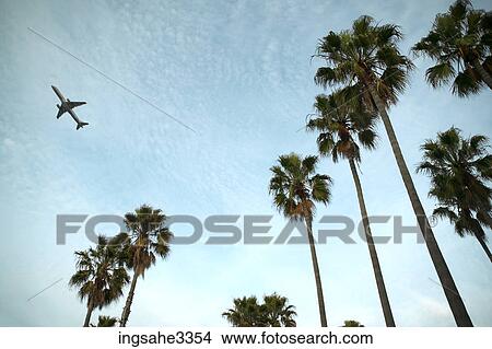 Palm trees and sky and airplane View Large Photo Image Picture - Palm trees and sky and airplane . Fotosearch