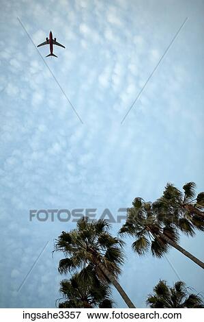 Palm trees and sky and airplane View Large Photo Image Stock Photo - Palm trees and sky and airplane . Fotosearch