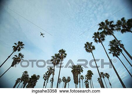 Palm trees and sky and airplane View Large Photo Image Stock Photo - Palm trees and sky and airplane . Fotosearch
