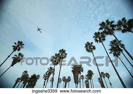 Stock Photo - Palm trees and sky and airplane . Fotosearch
