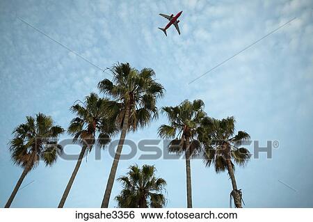 Palm trees and sky and airplane View Large Photo Image Stock Photograph - Palm trees and sky and airplane . Fotosearch