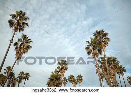 Palm trees and sky View Large Photo Image Stock Image - Palm trees and sky . Fotosearch